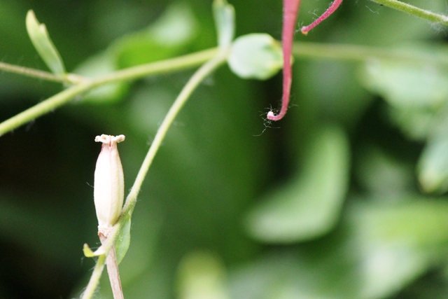 sundance flower part