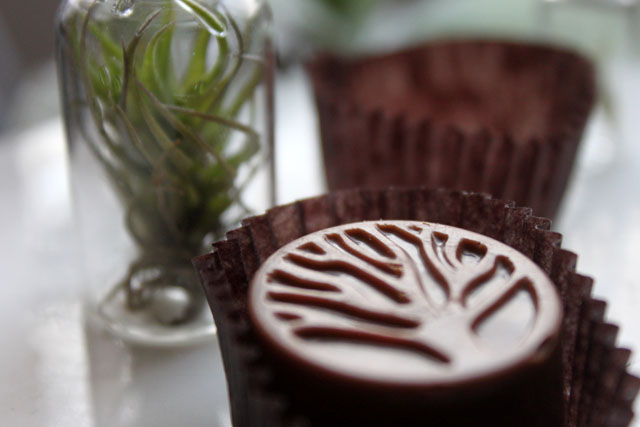 a winter tree air plant chocolate