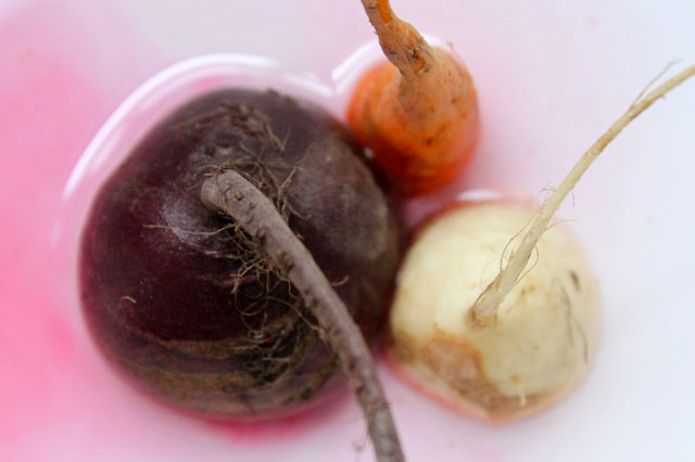 roasted analogous roots