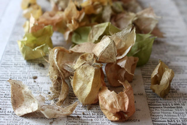 3 ground cherry papers 2