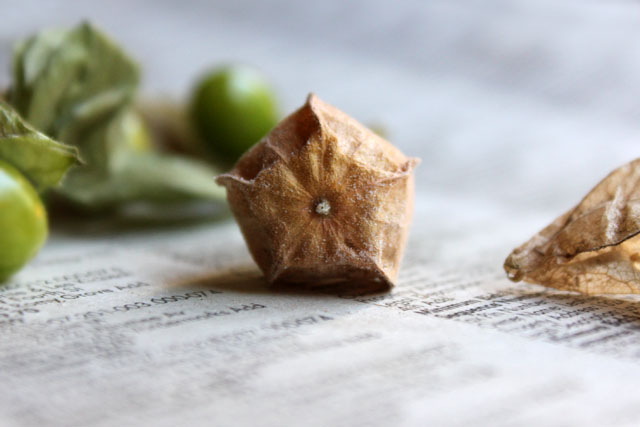 ground cherry 2 blush paper