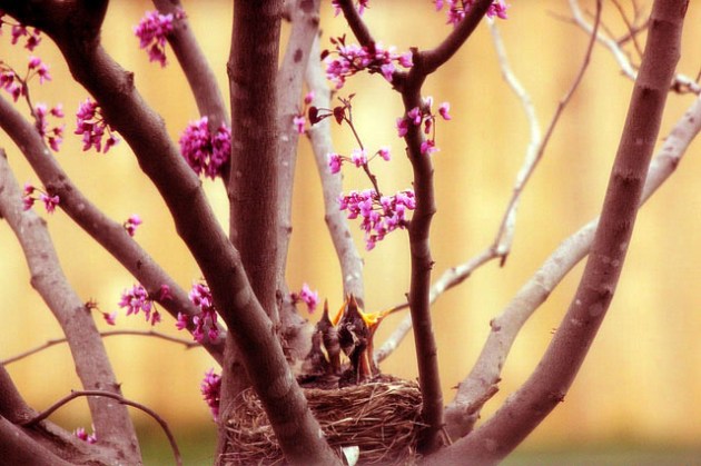 red hungry bird mouths