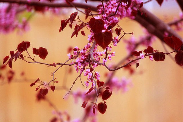 red redbud bloom heart leaves