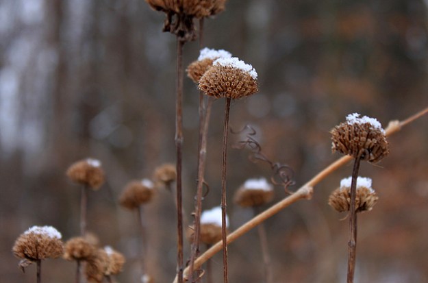 small in focus snow top