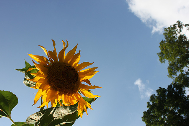 august sunflower 2