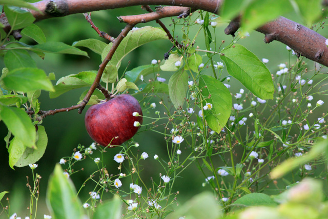 2.5 stuckey apple on branch little white flower