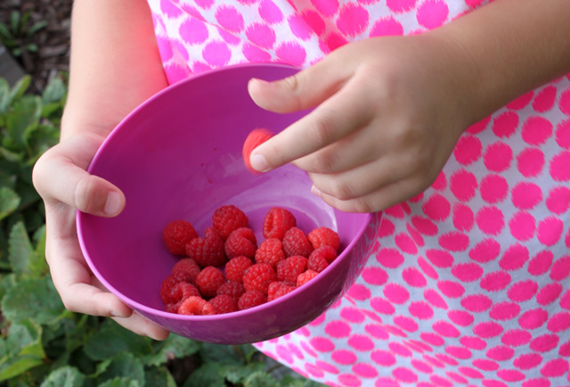 picking red raspberries and purple bowl