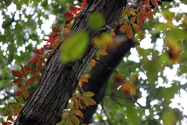 early october leaves tree bark