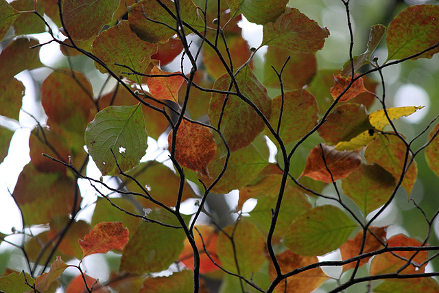 early october leaves
