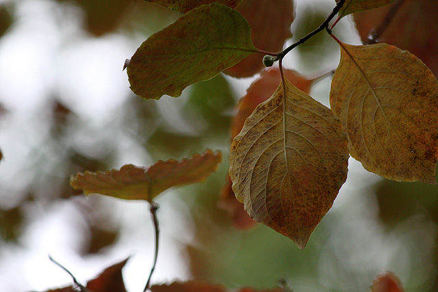 fuzzy ginko