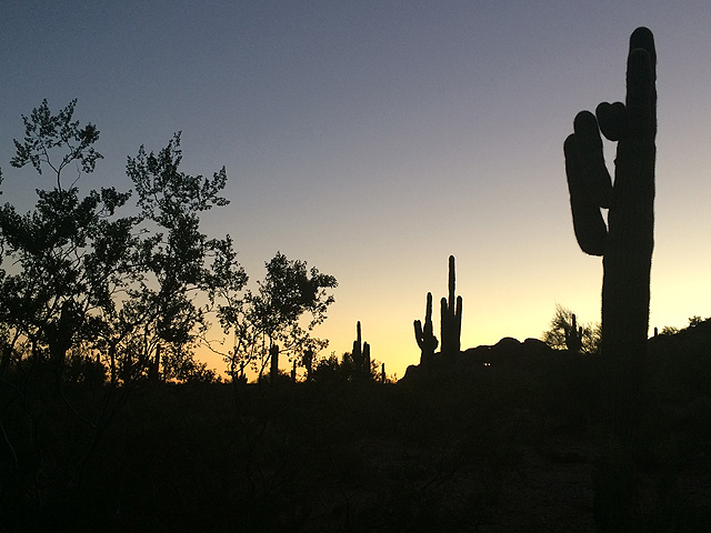 desert silhouette