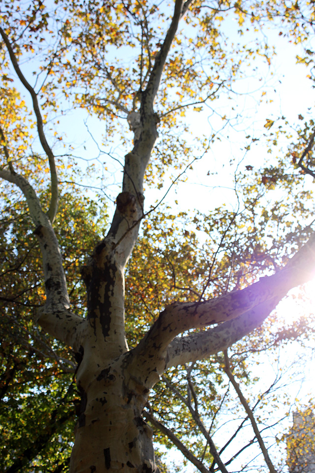 october birch in central park