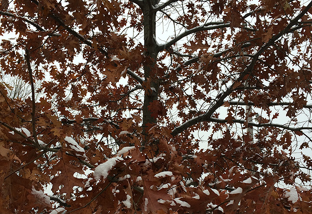 sunday birthday snow