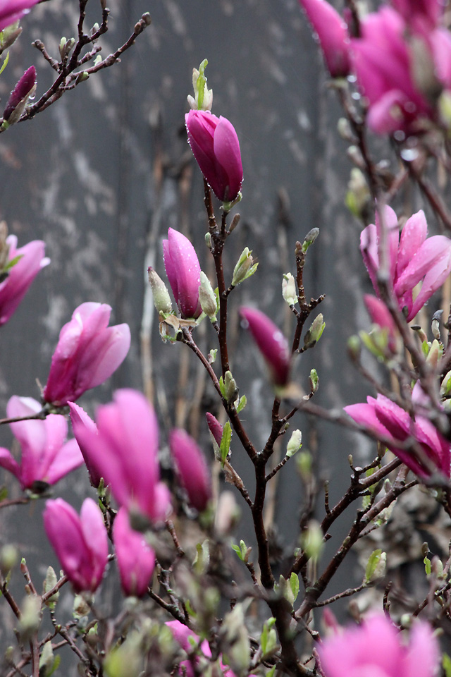 1 april 2015 dance rain 085 magnolia