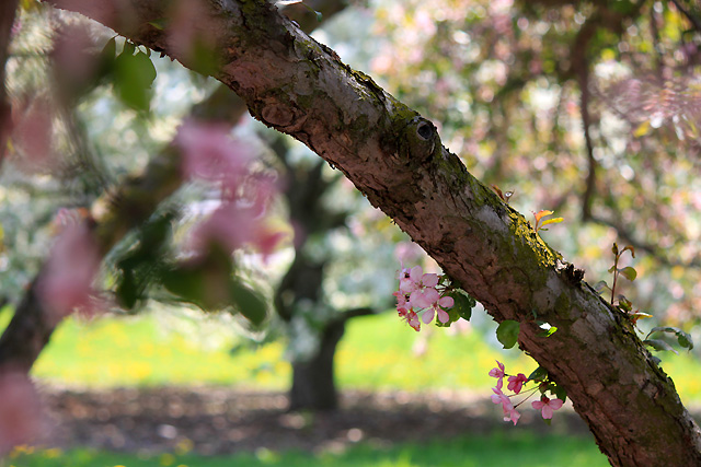 may petals 099 pink petals