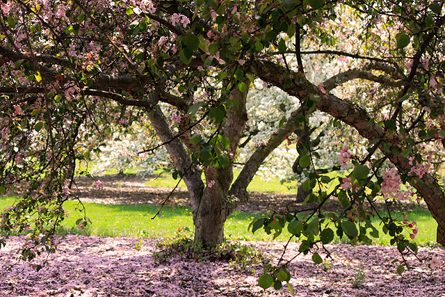 may petals 110 pink tree