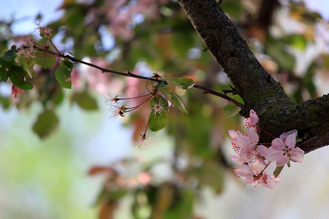 may petals 137 pink tree