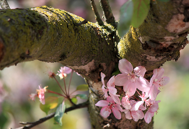 may petals 253 pink petals