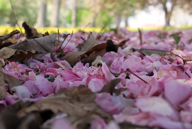 z may petals 046 petal carpet