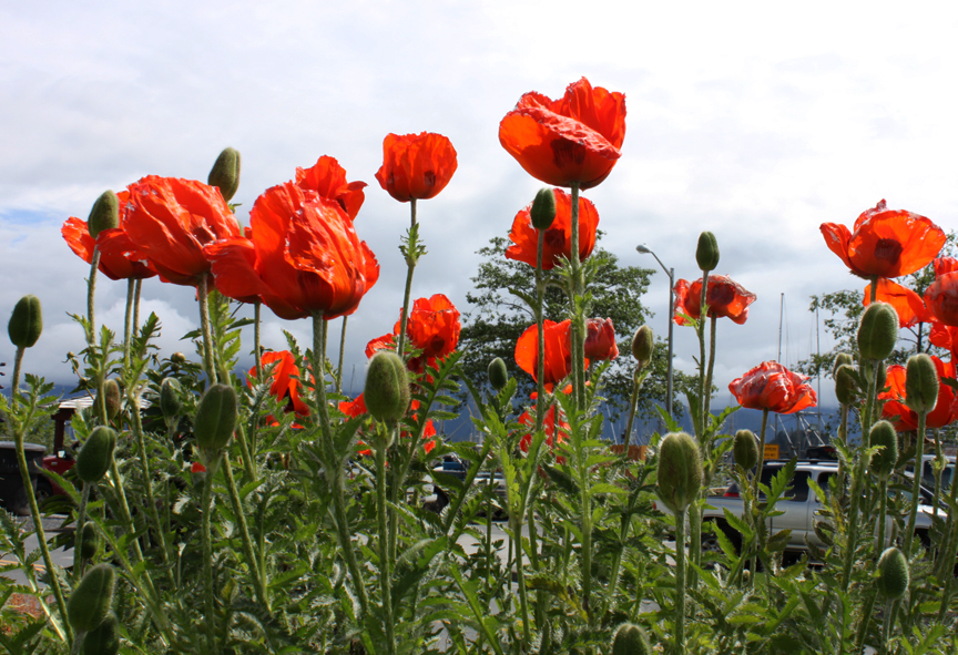 poppies sitka alaska2015 633