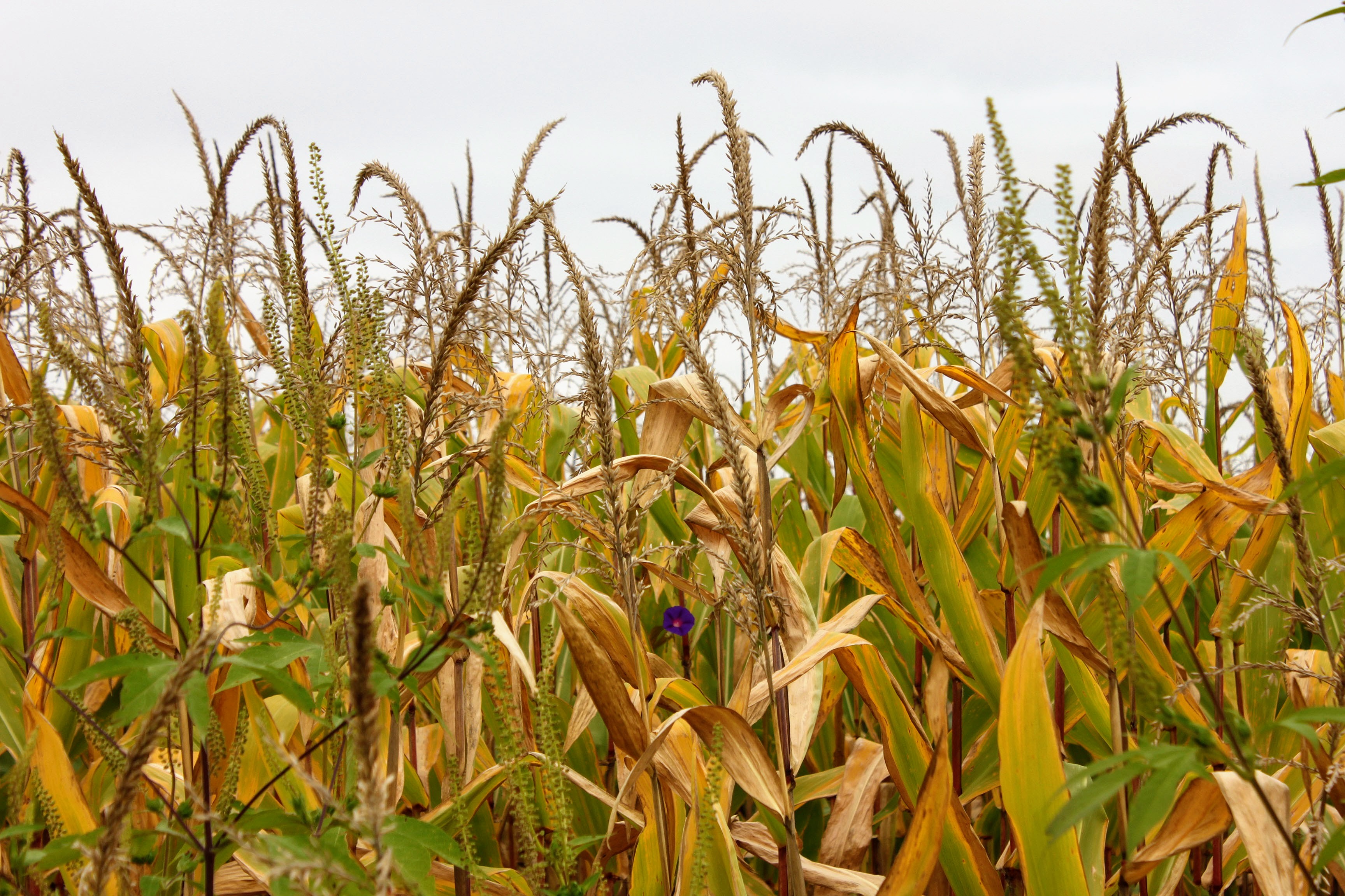 5 Pleasant View Orchard Corn Field