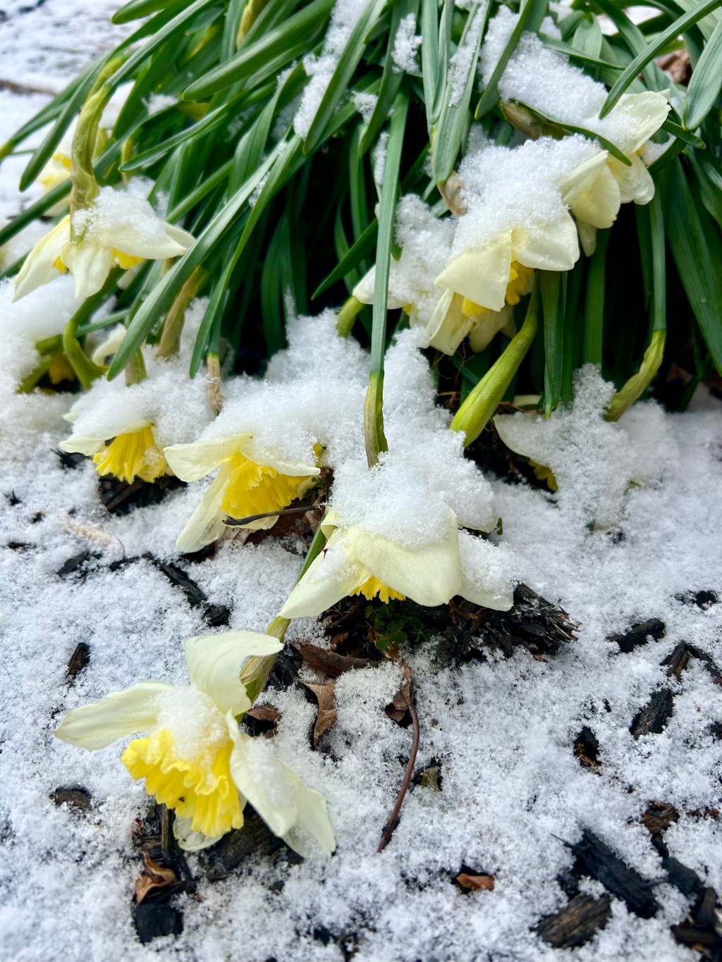 the chumbawamba daffodils